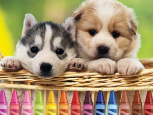 4GameGround - Puppy Coloring - Play Free Online HTML5 Browser Game on TapToRun