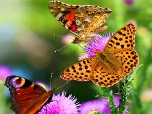Butterfly Slide - Play Free Puzzle Browser Game Online Instantly