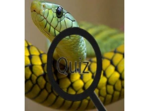 Wildlife Animal Trivia:Test Your Knowledge! - Play Free Puzzle Browser Game Online Instantly
